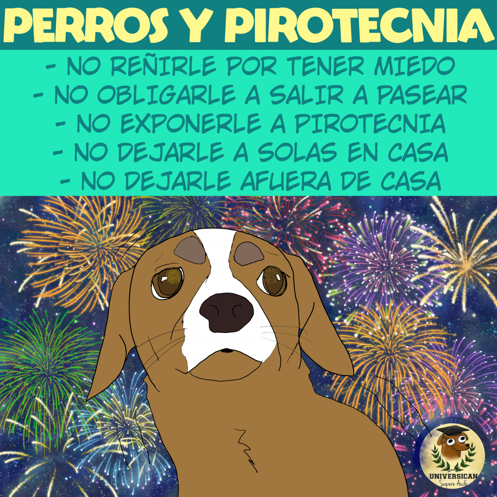 Perro con expresión de miedo mientras se observan fuegos artificiales en el fondo