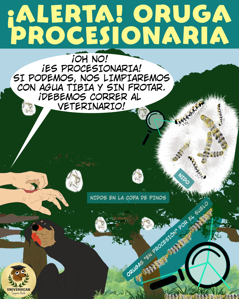 el dibujo explica cómo identificar a la procesionaria del pino