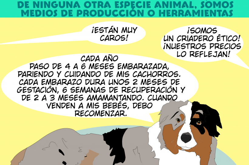 Imagen que muestra a una perra trabajando para la cría y venta de cachorros, mientras un cliente regatea su precio con el criador.