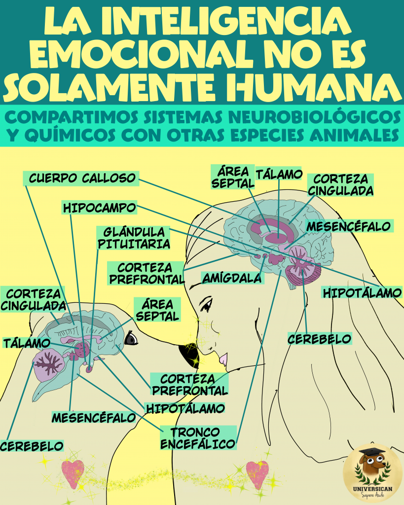 Comparativa de estructuras del cerebro canino y humano, mostrando que tenemos sistemas en común.