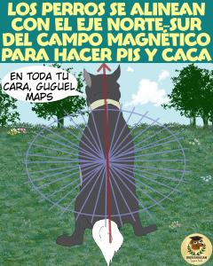 Perro alinéandose con el eje norte sur del campo magnético para hacer sus necesidades.