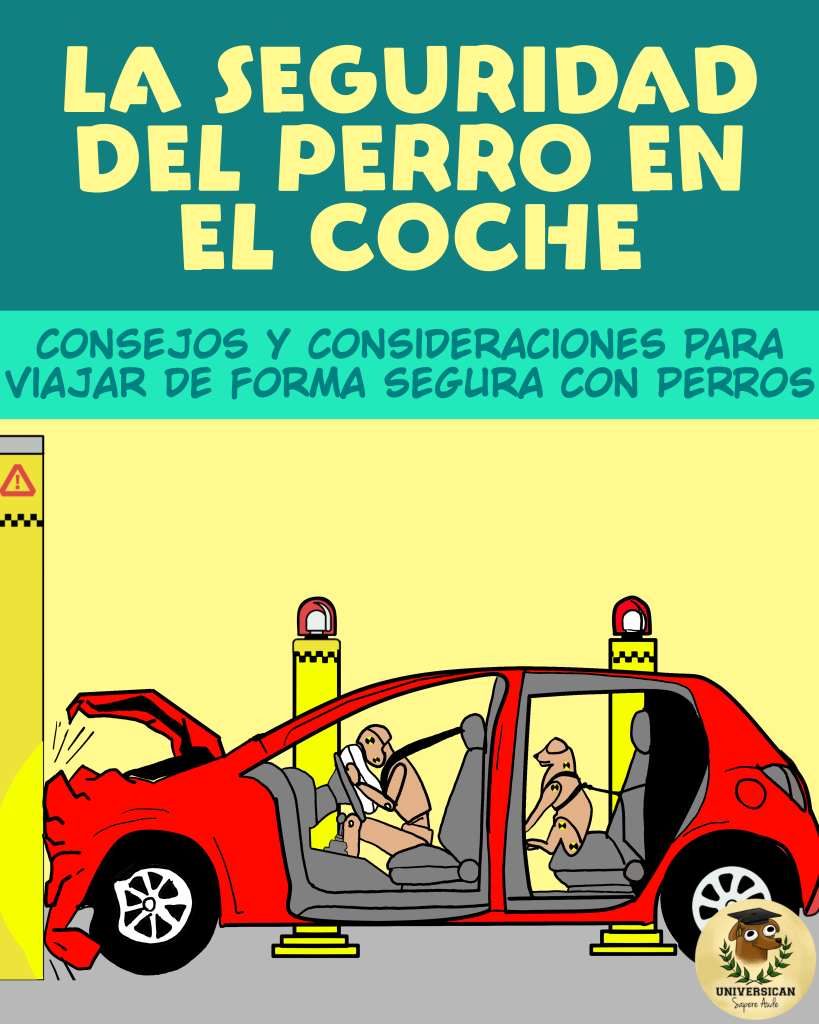 La seguridad del perro en el coche, ilustrada con una imagen de una prueba de choque: un automóvil transporta dos maniquíes, uno humano y otro canino, ambos correctamente sujetos con cinturón de seguridad.