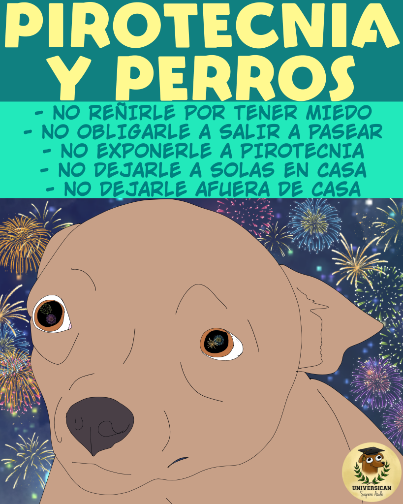 Nunca riñas a un perro por tener miedo a la pirotecnia, no lo obligues a salir a pasear durante las explosiones, y tampoco lo dejes solo ni fuera de casa.