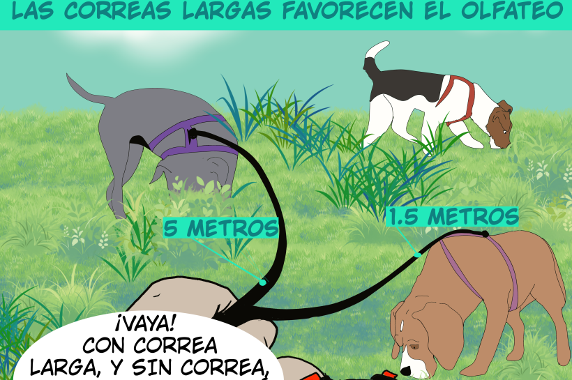 Una persona observa a tres perros durante el paseo: dos llevan correas de distinta longitud y uno va sin correa. Mientras olfatean, registra el tiempo que cada uno dedica a esta actividad y lo relaciona con el tipo de equipación de paseo que utiliza cada perro. Observa que, tanto sin correa como con correa larga, los perros dedican más tiempo a olfatear. Concluye que la libertad de movimiento favorece esta conducta.