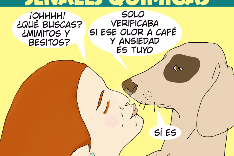 Ilustración mostrando una mujer ofreciendo afecto a un perro, con el pensamiento del perro indicando 'huelo a café y ansiedad', representando la capacidad canina de detectar emociones humanas mediante señales químicas