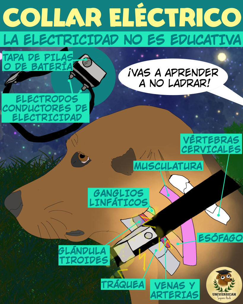 Ilustración anatómica que muestra el impacto de los collares eléctricos sobre el cuello del perro y sus estructuras vulnerables.