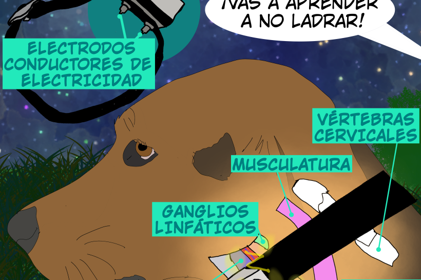 Ilustración anatómica que muestra el impacto de los collares eléctricos sobre el cuello del perro y sus estructuras vulnerables.