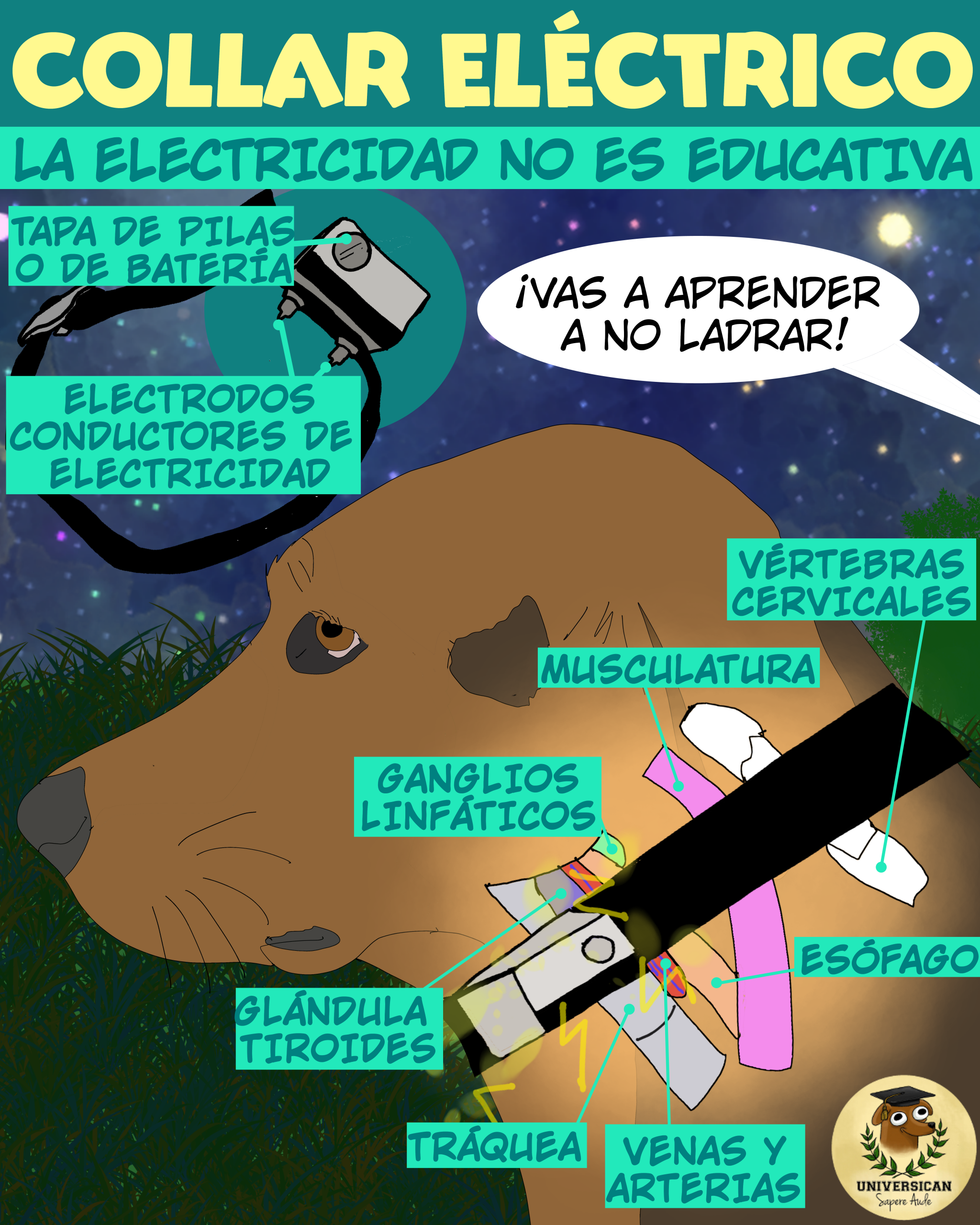 Ilustración anatómica que muestra el impacto de los collares eléctricos sobre el cuello del perro y sus estructuras vulnerables.