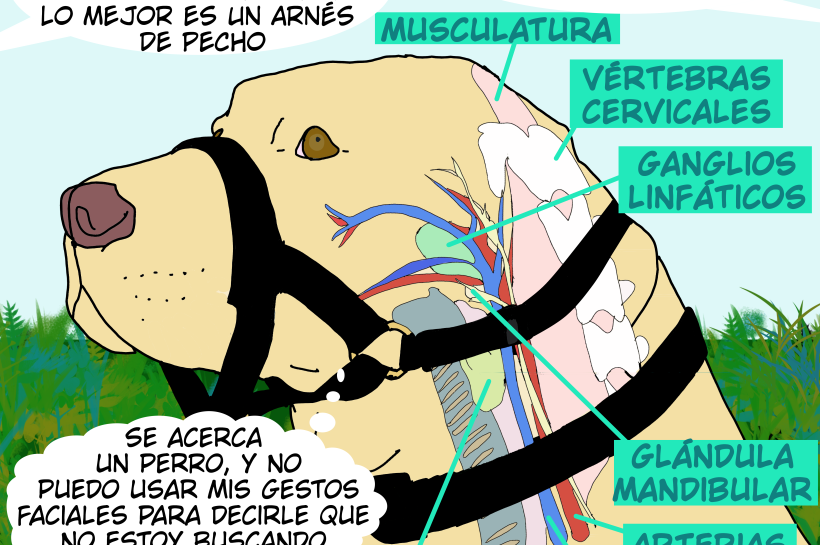 Descubre los riesgos anatómicos del arnés de cabeza en perros; conoce las estructuras sensibles del cuello que pueden verse afectadas por su uso.