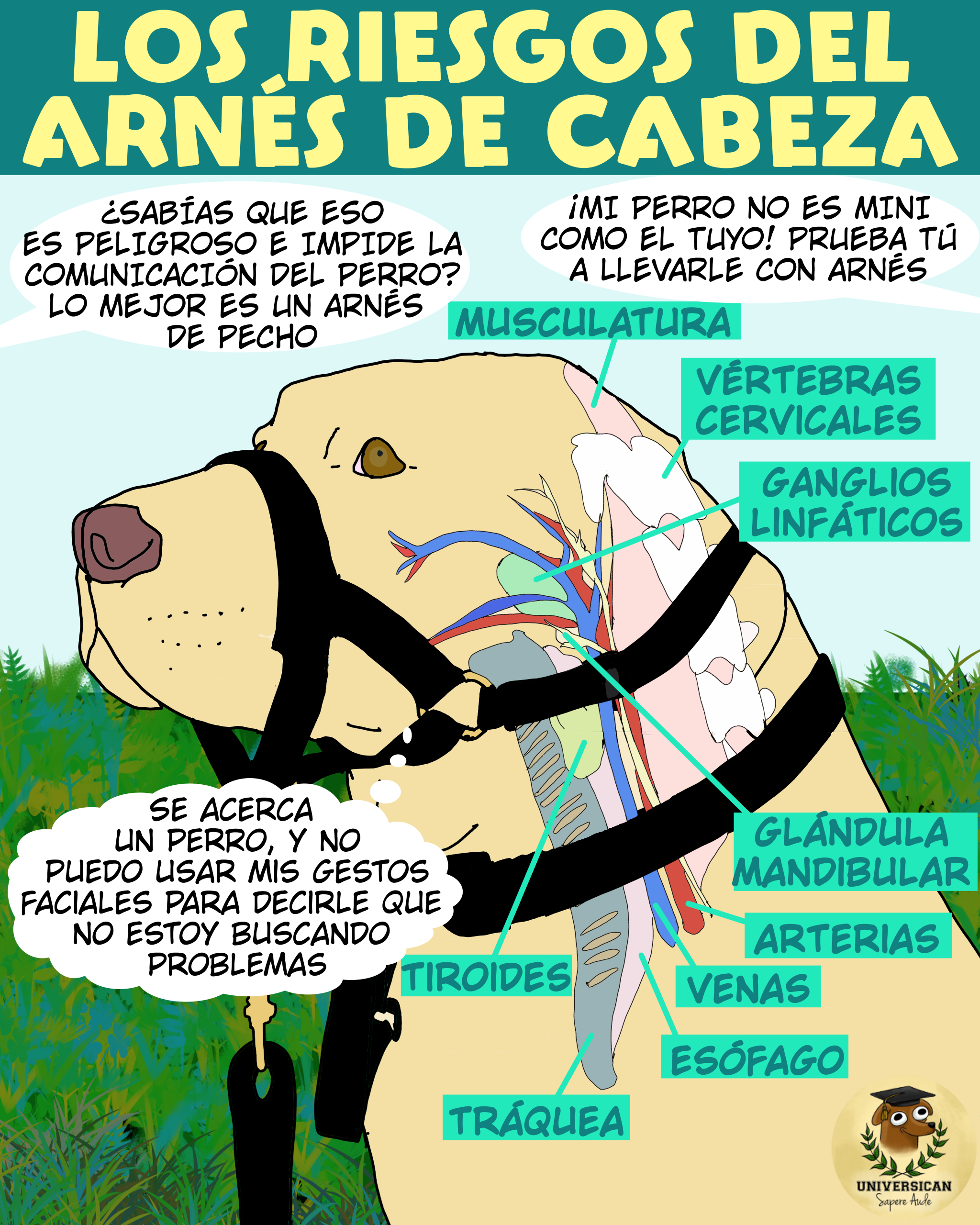 Descubre los riesgos anatómicos del arnés de cabeza en perros; conoce las estructuras sensibles del cuello que pueden verse afectadas por su uso.