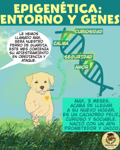 Ilustración educativa sobre epigenética con un cachorro en un jardín. Incluye una cadena de ADN con palabras clave como 'curiosidad', 'calma', 'seguridad' y 'amor'. Alguien comenta que este mes comenzará su entrenamiento para guardia y ataque.