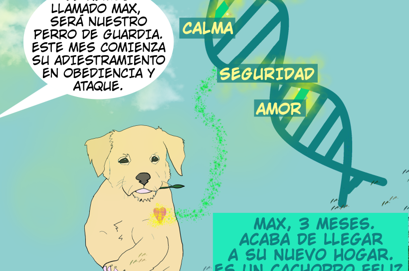 Ilustración educativa sobre epigenética con un cachorro en un jardín. Incluye una cadena de ADN con palabras clave como 'curiosidad', 'calma', 'seguridad' y 'amor'. Alguien comenta que este mes comenzará su entrenamiento para guardia y ataque.