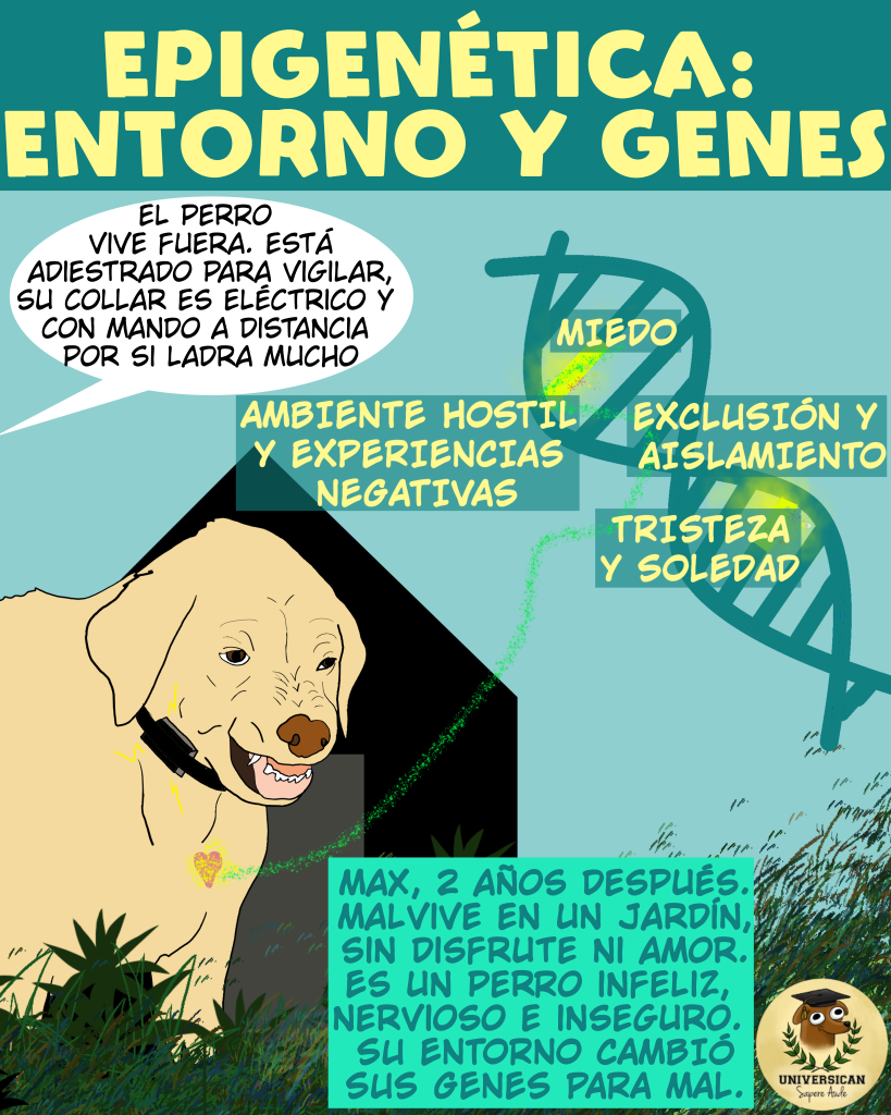 Ilustración que muestra la transformación de un perro en un ambiente negativo. Mismo cachorro con collar eléctrico en el mismo jardín, pero 2 años después. Cadena de ADN con conceptos como 'miedo', 'exclusión', 'tristeza' y 'soledad'. Contraste visual educativo. Alguien comenta que el perro vive fuera porque es de guardia.