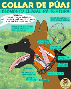 Ilustración educativa mostrando los daños de un collar de púas en el cuello de un perro, señalando órganos y estructuras afectadas. Resalta su ilegalidad y peligrosidad.