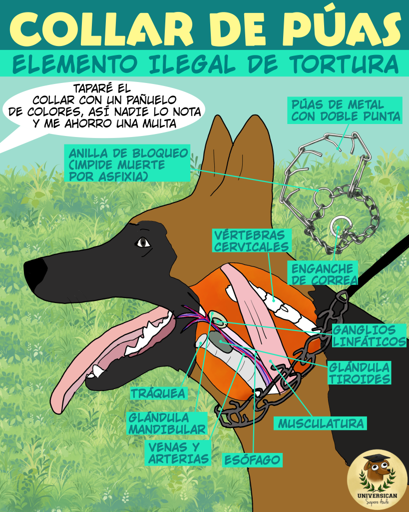 Ilustración educativa mostrando los daños de un collar de púas en el cuello de un perro, señalando órganos y estructuras afectadas. Resalta su ilegalidad y peligrosidad.
