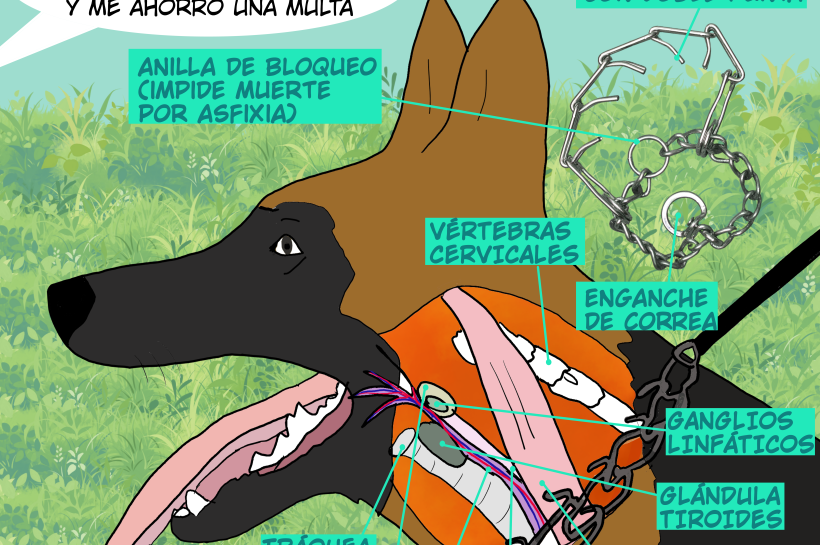 Ilustración educativa mostrando los daños de un collar de púas en el cuello de un perro, señalando órganos y estructuras afectadas. Resalta su ilegalidad y peligrosidad.