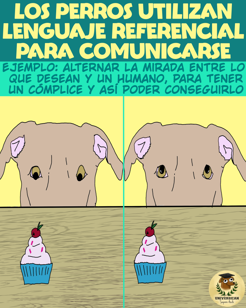 Un perro alterna miradas entre comida y su humano, usando así la función referencial del lenguaje para comunicarse.