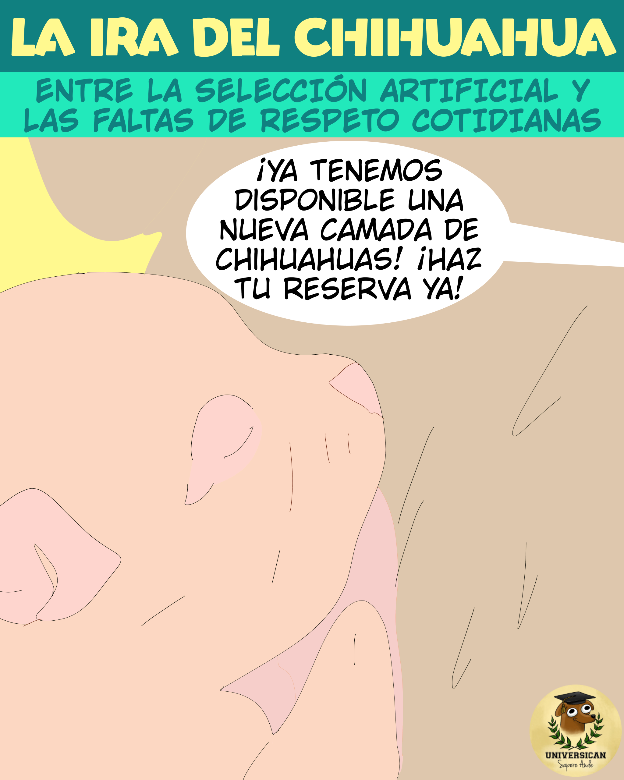 Cría de Chihuahua recién nacida es promocionada por un criador que tiene interés en lucrarse vendiendo una nueva camada.