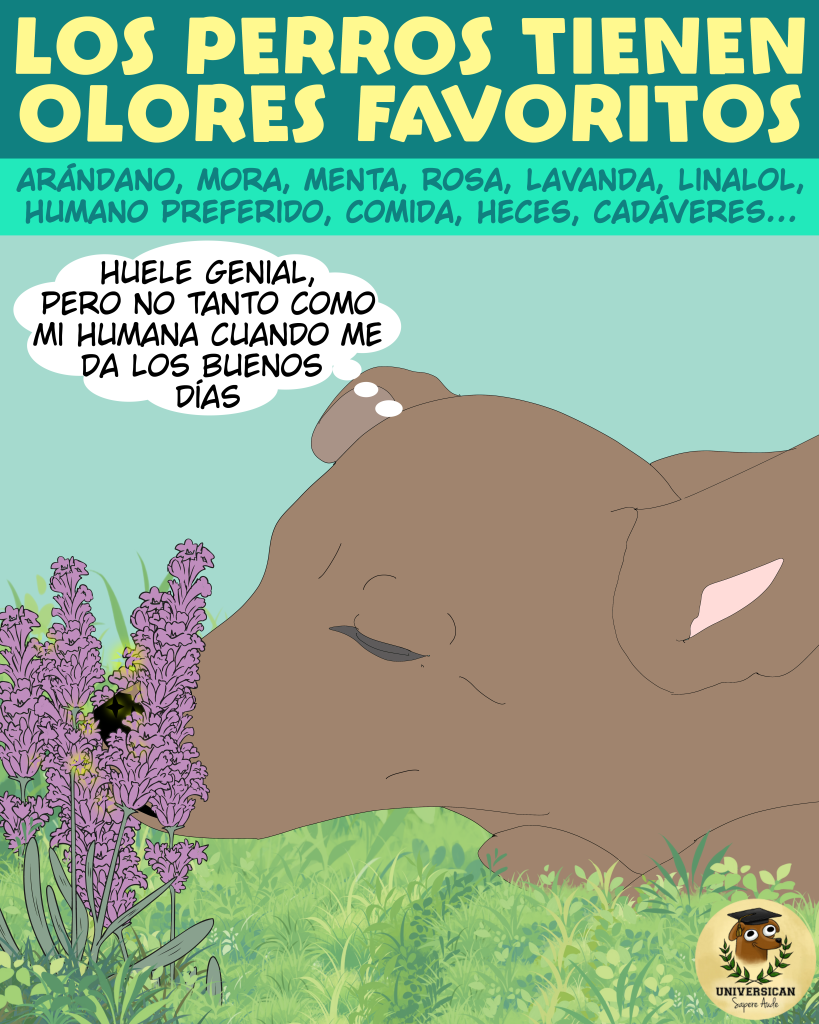 Un perro huele una planta de lavanda y piensa que el aroma es muy rico... pero no tanto como el de su humana cuando le da los buenos días.