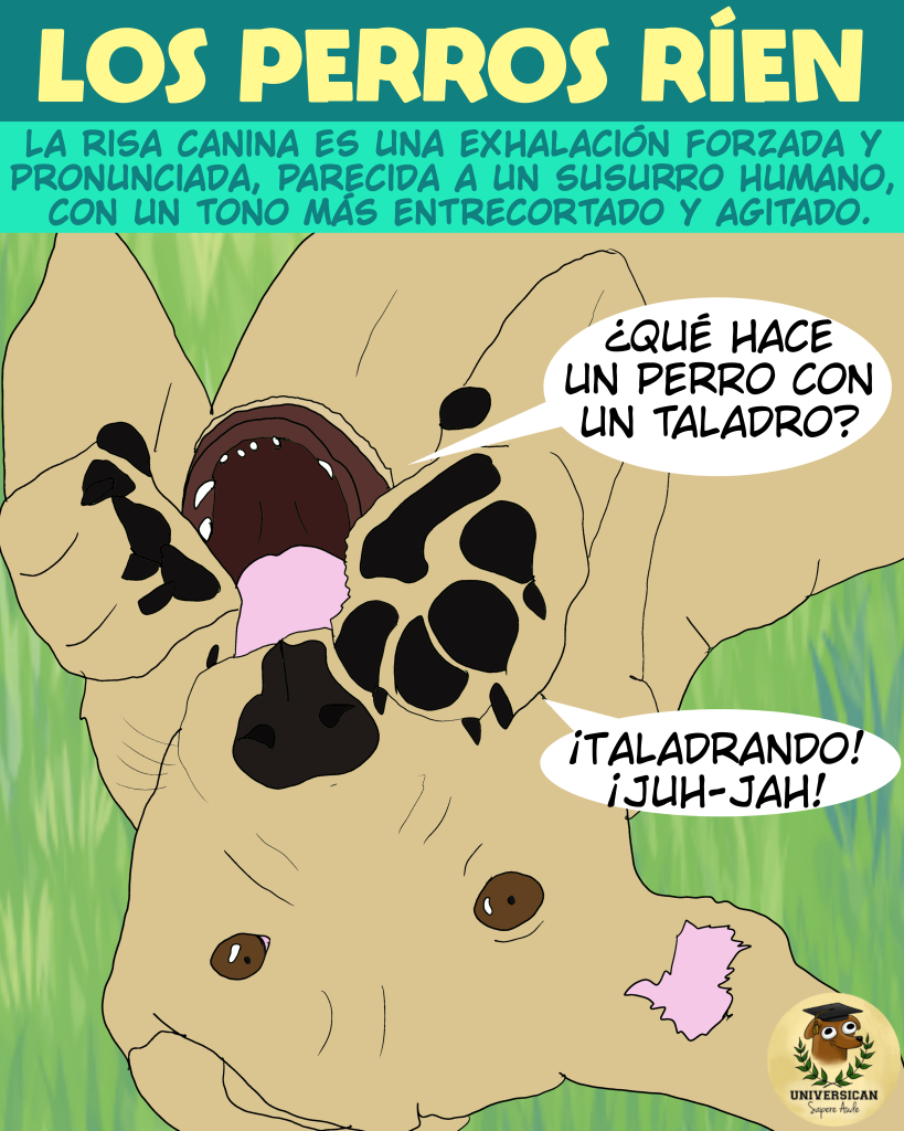 Perro tumbado de espaldas en la hierba, con expresión de alegría y las patas levantadas, contando un chiste y riendo, para ilustrar la idea del texto que le acompaña.