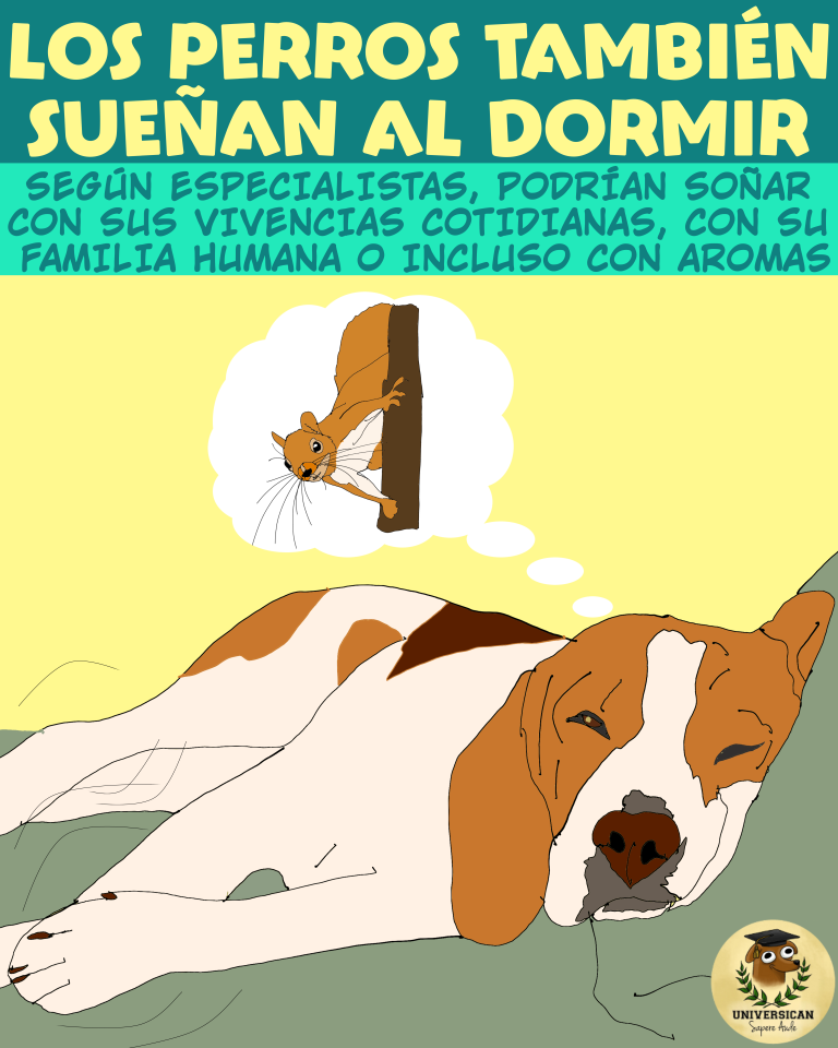 Un perro sueña con una ardilla que se cruzó durante su paseo.