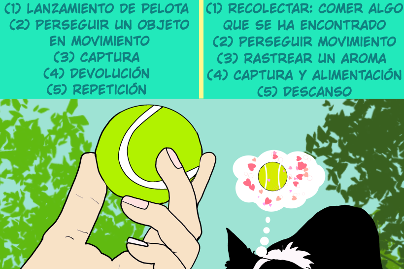 Perros y pelotas Un perro mira fijamente una pelota mientras una mano está por lanzarla, el título dice que perseguir la pelota no promueve hábitos saludables ni emula comportamientos naturales.