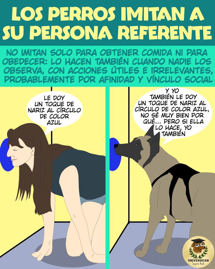En la parte superior, texto grande: “Los perros imitan a su persona referente”. Debajo, un recuadro dividido en dos mitades verticales. En la mitad izquierda, una persona arrodillada y apoyada en cuatro patas toca con la nariz un círculo azul pintado en la pared. Un globo de diálogo junto a su cabeza dice: “Le doy un toque de nariz al círculo de color azul”. En la mitad derecha, un perro de tamaño mediano imita la postura y también toca con la nariz el mismo círculo azul. Un globo de diálogo junto a su cabeza dice: “Y yo también le doy un toque de nariz al círculo de color azul, no sé muy bien por qué… pero si ella lo hace, yo también”.