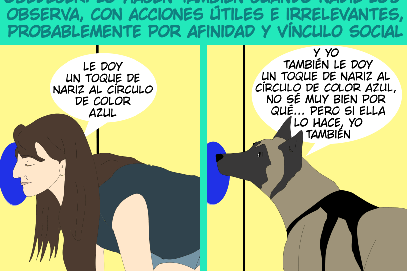 En la parte superior, texto grande: “Los perros imitan a su persona referente”. Debajo, un recuadro dividido en dos mitades verticales. En la mitad izquierda, una persona arrodillada y apoyada en cuatro patas toca con la nariz un círculo azul pintado en la pared. Un globo de diálogo junto a su cabeza dice: “Le doy un toque de nariz al círculo de color azul”. En la mitad derecha, un perro de tamaño mediano imita la postura y también toca con la nariz el mismo círculo azul. Un globo de diálogo junto a su cabeza dice: “Y yo también le doy un toque de nariz al círculo de color azul, no sé muy bien por qué… pero si ella lo hace, yo también”.