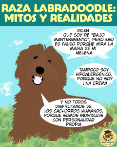Ilustración de un Labradoodle en un prado con globos de diálogo que refutan mitos: no es de bajo mantenimiento, no es hipoalergénico y cada perro tiene personalidad propia.