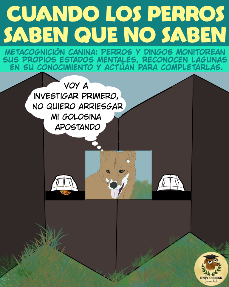 Un perro observa por una ventanita para obtener información sobre la localización del recipiente con golosinas.