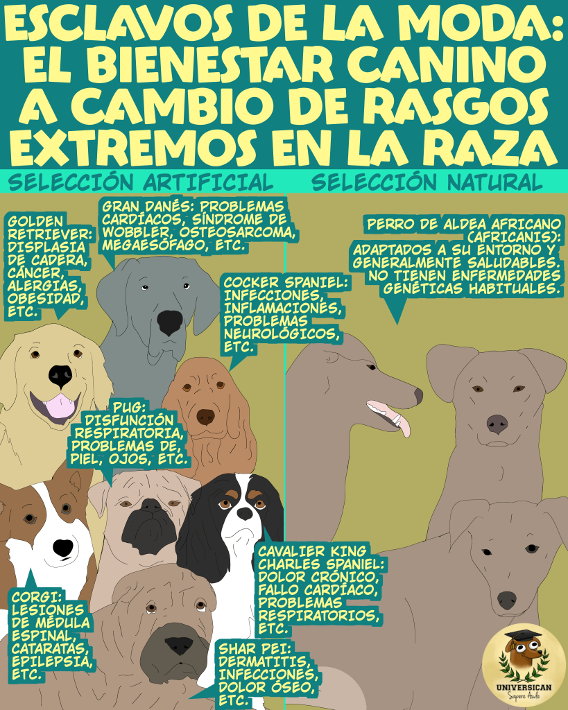 Ilustración comparativa: a la izquierda, cinco perros de razas puras (Golden Retriever, Gran Danés, Cocker Spaniel, Pug, Cavalier King Charles, Shar Pei, Corgi) con etiquetas de sus problemas de salud genéticos; a la derecha, tres perros de aldea africanos sin enfermedades hereditarias, destacando selección artificial versus natural.