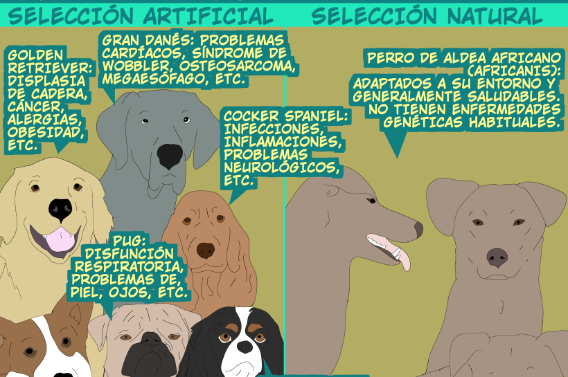 Ilustración comparativa: a la izquierda, cinco perros de razas puras (Golden Retriever, Gran Danés, Cocker Spaniel, Pug, Cavalier King Charles, Shar Pei, Corgi) con etiquetas de sus problemas de salud genéticos; a la derecha, tres perros de aldea africanos sin enfermedades hereditarias, destacando selección artificial versus natural.