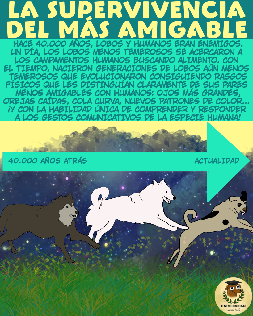 Ilustración que muestra la evolución de los lobos hacia los perros actuales, destacando cómo rasgos físicos y sociales se transformaron a lo largo de 40000 años hasta convertirlos en compañeros humanos.