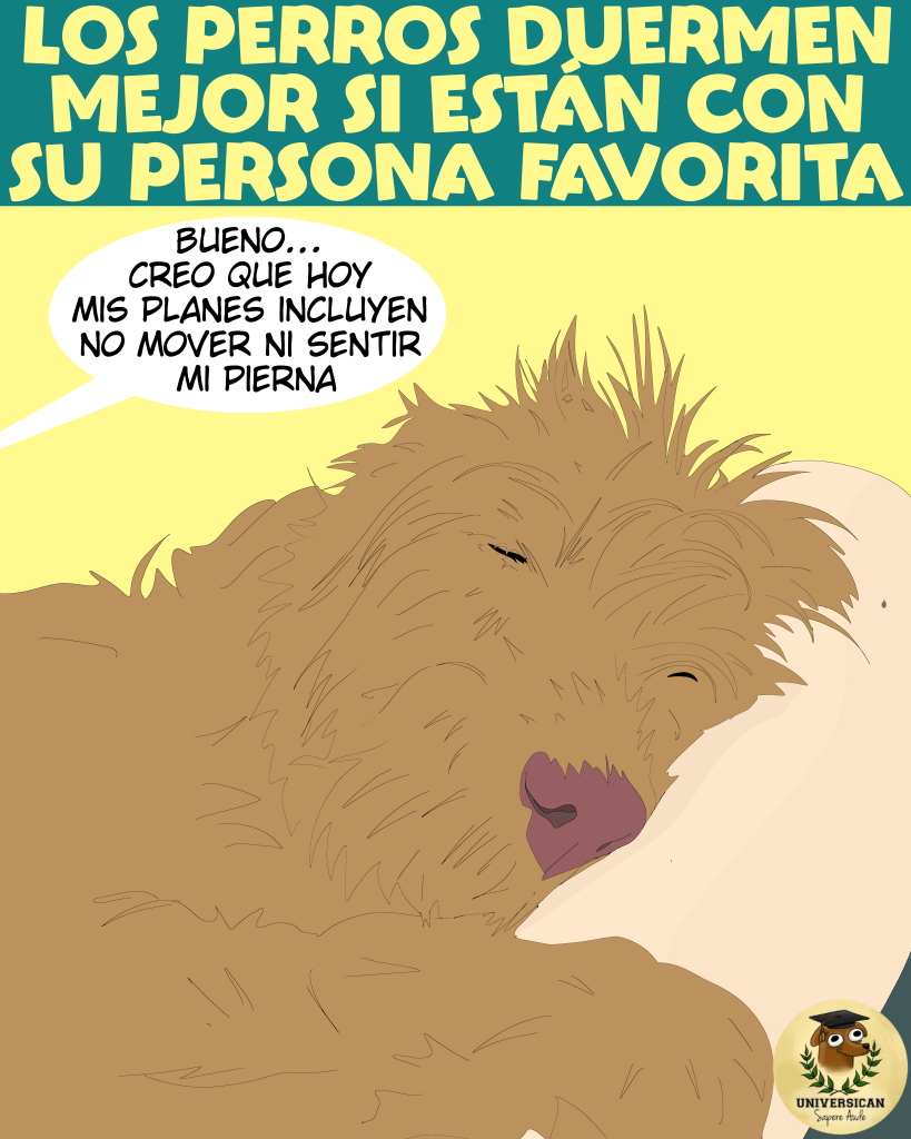 Ilustración de un perro grande y peludo dormido profundamente sobre su persona favorita, con expresión relajada. Texto: ‘Los perros duermen mejor si están con su persona favorita’. Bocadillo humorístico: ‘Bueno… creo que hoy mis planes incluyen no mover ni sentir mi pierna.’