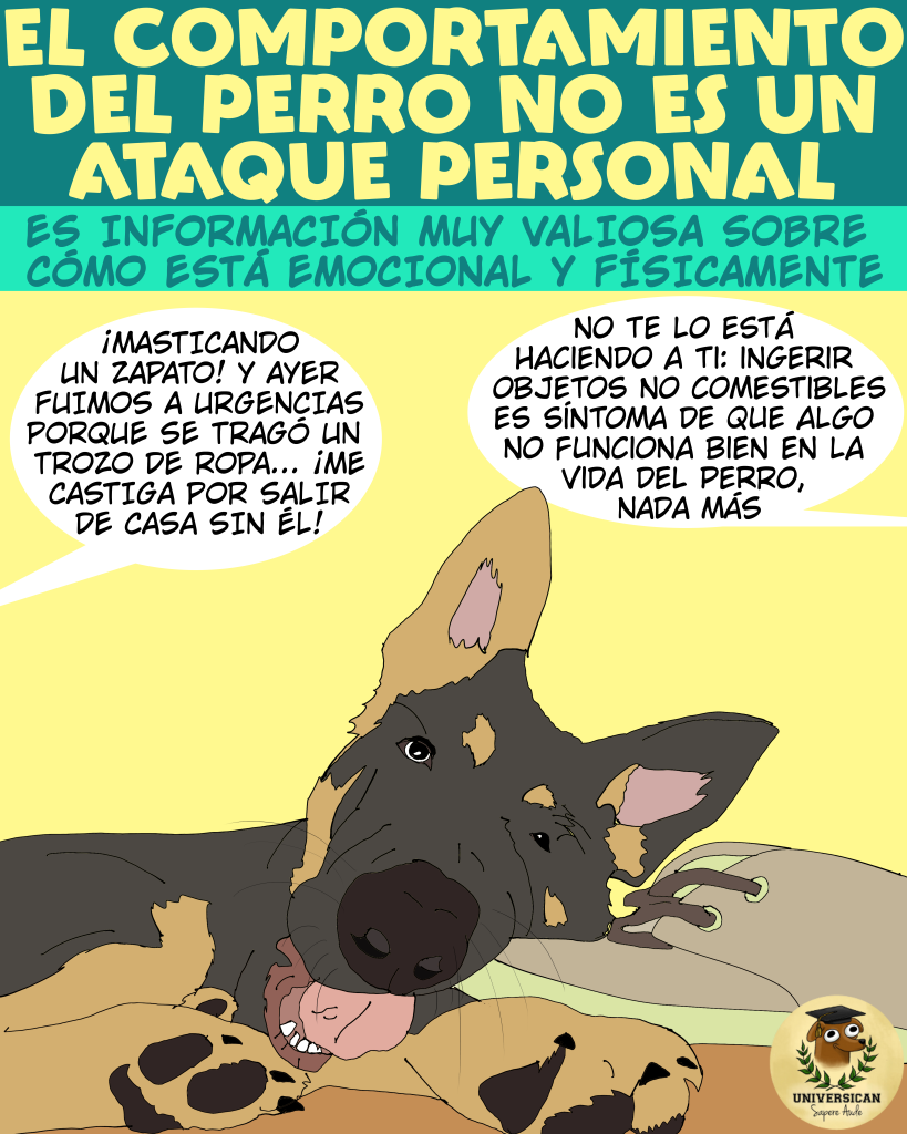El comportamiento del perro no es un ataque personal, es valiosa información acerca de cómo se siente.