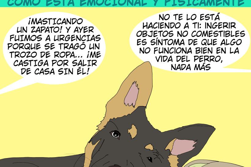 El comportamiento del perro no es un ataque personal, es valiosa información acerca de cómo se siente.
