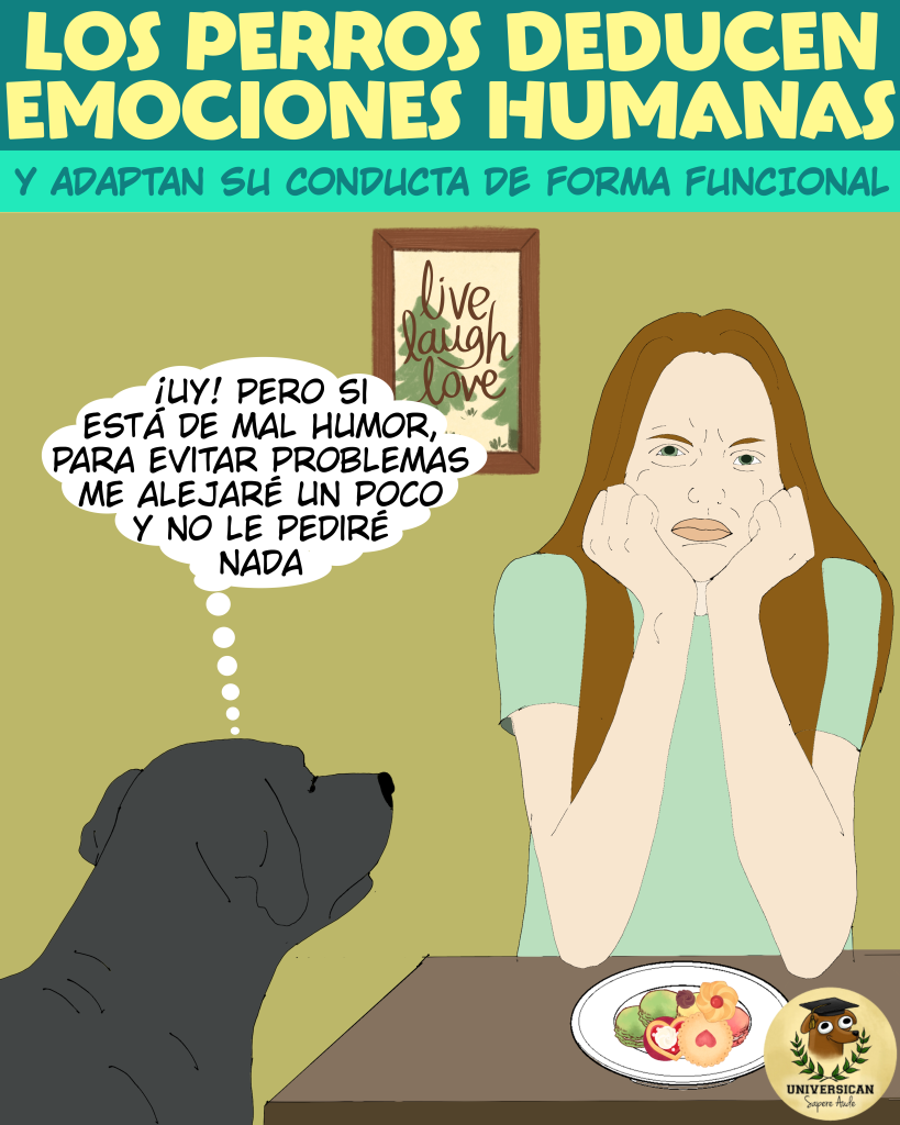 Un perro se acerca a su humana para pedirle galletas, pero al observar que ella está de mal humor decide alejarse para evitar problemas.