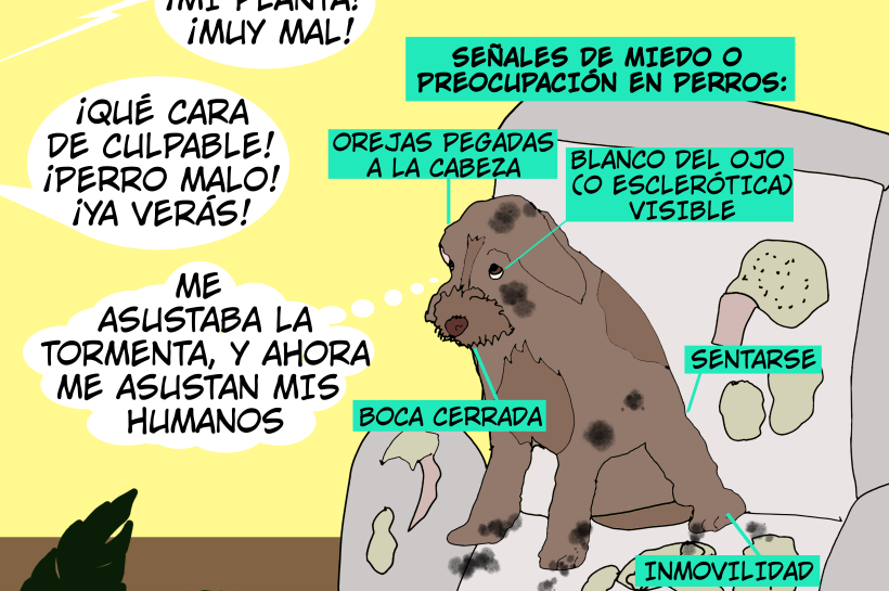 perro destruye planta y sus humanos le gritan "¡perro malo!", perro asustado por tormenta ahora teme a los humanos. Etiquetas indican signos reales de miedo: orejas pegadas atrás, blanco del ojo visible, boca cerrada, comportamientos de desplazamiento e inmovilidad