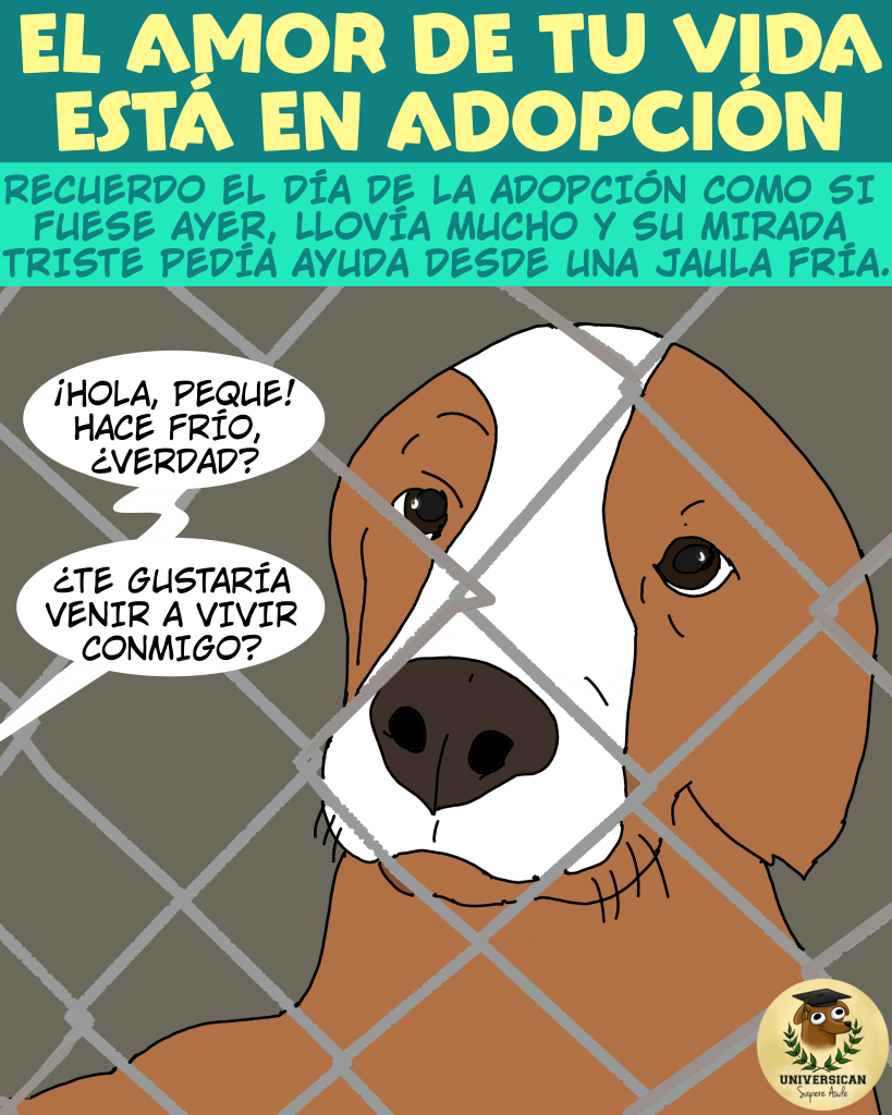 El amor de tu vida espera en una perrera. Historia de San Valentín.