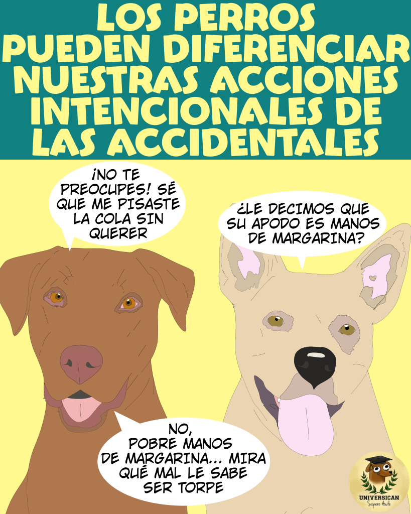 Dos perros comentan que saben que su humano es torpe, y que no les ha pisado la cola con intención.