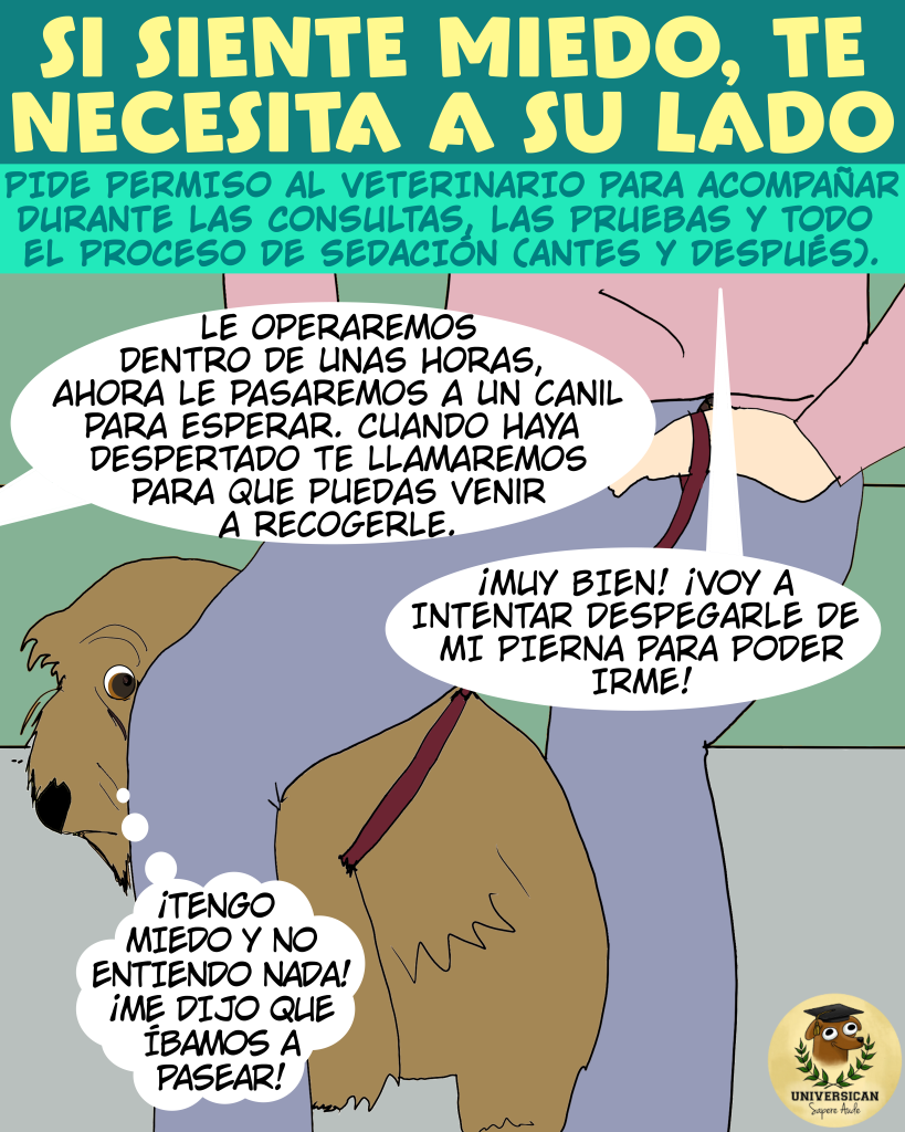 Imagen que muestra a un perro escondido detrás de la pierna de su humano, mostrando claros síntomas de miedo. En el fondo, un veterinario menciona que el anestesista llegará en unas horas y que el perro será trasladado a un canil para esperar. El humano anuncia que intentará despegar al perro de su pierna, mientras el can parece confundido y asustado.