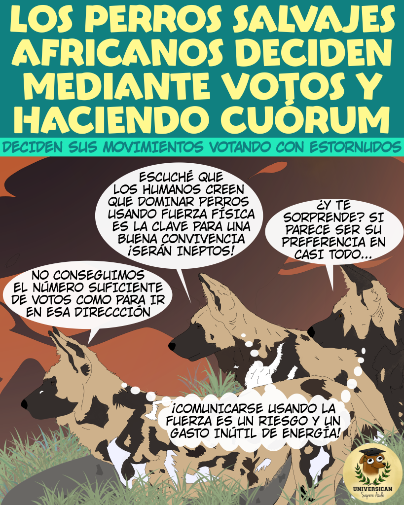 Licaones decidiendo hacia dónde ir tras votar, y pensando en lo absurdo de la dominancia canina por humanos.