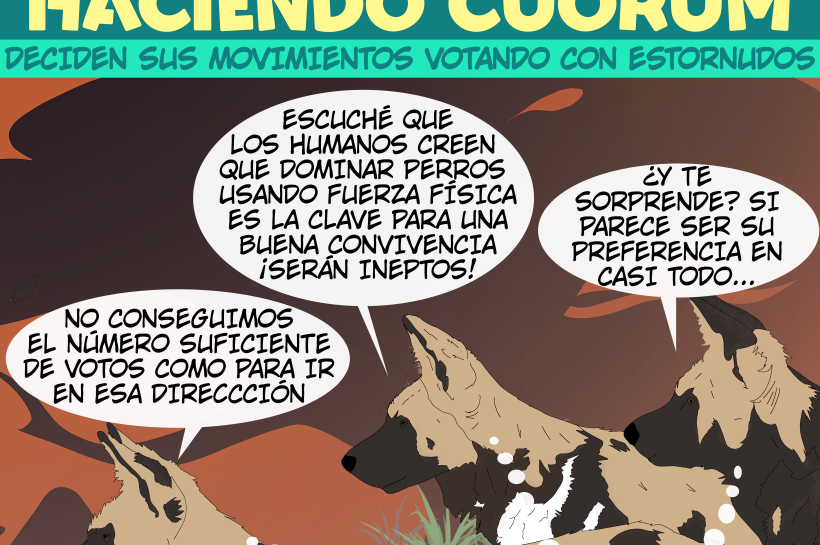 Licaones decidiendo hacia dónde ir tras votar, y pensando en lo absurdo de la dominancia canina por humanos.
