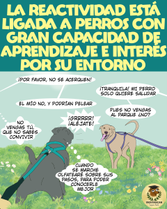 Cómic didáctico de Universican sobre etología cognitiva y perros reactivos.