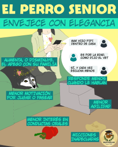 Señales de que el perro está envejeciendo con elegancia.